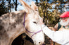 Donkey Milk for Children Fund